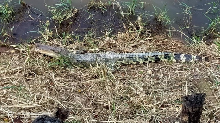 จระเข้น้ำจืดที่ปราจีนมีกว่า 100 ตัว แต่ไม่ทำร้ายคน 