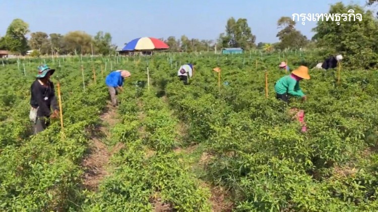 เร่งเก็บพริกขาย ปีนี้ราคาดี เกษตรกรศรีสะเกษยิ้มออก