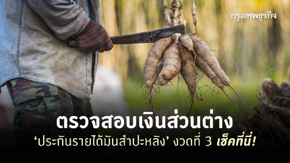 ตรวจสอบเงินส่วนต่าง ‘ประกันรายได้มันสำปะหลัง’ งวดที่ 3 เช็คที่นี่!