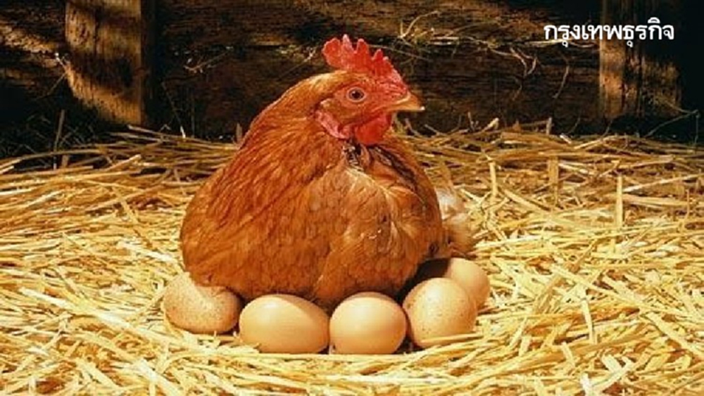 ‘กระทรวงเกษตรฯ’ยันจัดสรรพันธุ์ไก่ไข่เป็นธรรม