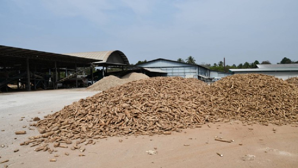 “จุรินทร์ “นำทีมลุยลานมัน ตรวจเข้ม การรับซื้อหัวมันสำปะหลัง