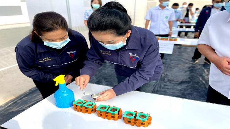 'สุขสมรวย' ปลูกกัญชาเพื่อการแพทย์ต้นแรก จ.อำนาจเจริญ