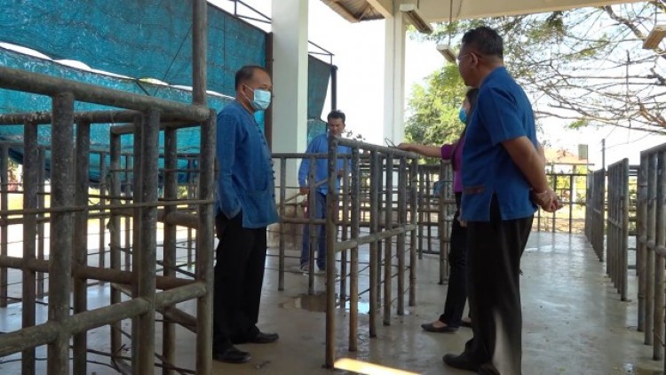 ขอนแก่นกำจัดหมูติดเชื้อ PRRS เกือบ 50 ตัว