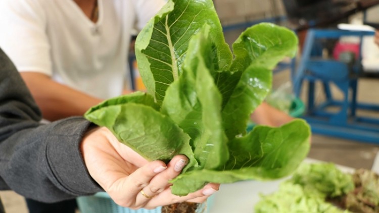 เครื่องสลัดน้ำผักอินทรีย์ มทร.ธัญบุรี ลดการสูญเสีย