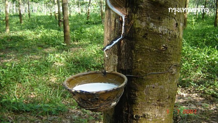 ราคายางพารา (8 ก.พ.64)