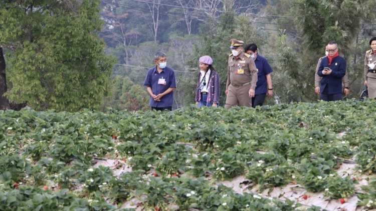 ‘เจ้าฟ้าสิริวัณณวรี’ ทอดพระเนตรแปลงสตรอว์เบอร์รีพันธุ์พระราชทาน 88 สถานีเกษตรหลวงอินทนนท์