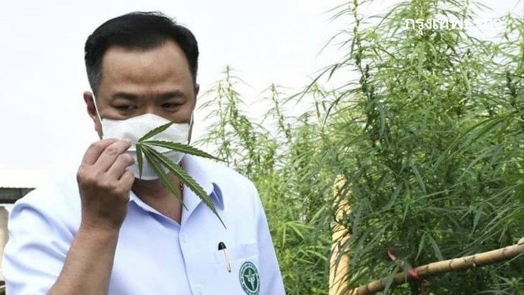 ปลูกกัญชา 6 ต้น ฤกษ์ 11 กุมภาฯ แห่งแรกในไทยที่โนนมาลัย