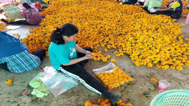 ดอกดาวเรืองราคาตก จากพิษโควิด-19