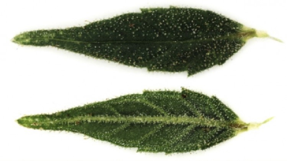 เคลื่อนขบวน! สวทช.เปิดแล็บเทสต์ ‘กัญชา-กัญชง’