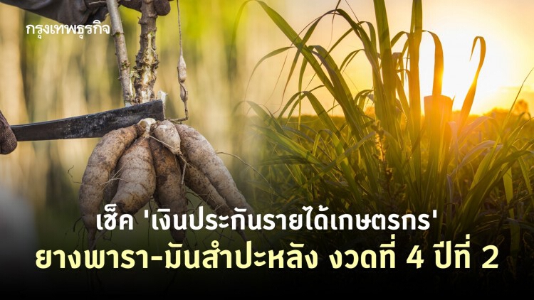 เช็ค 'เงินประกันรายได้เกษตรกร' ยางพารา-มันสำปะหลัง งวดที่ 4 ปีที่ 2