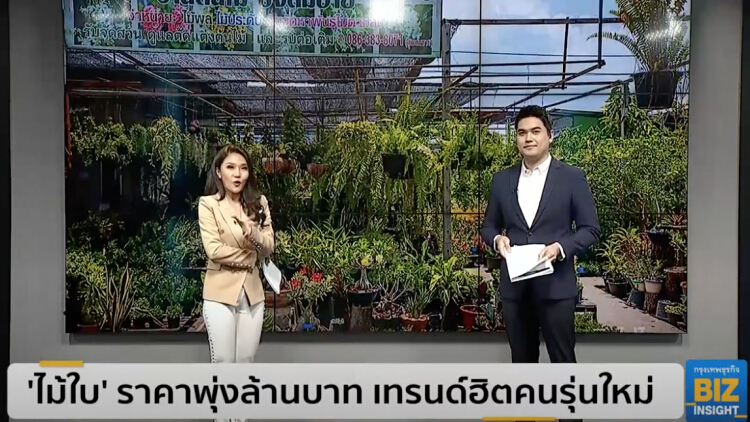 'ไม้ใบ' ราคาพุ่งล้านบาท เทรนด์ฮิตคนรุ่นใหม่