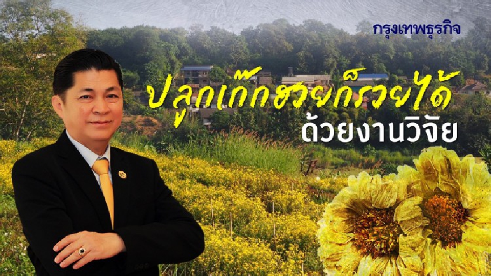  ปลูกเก๊กฮวยก็รวยได้...ด้วยงานวิจัย