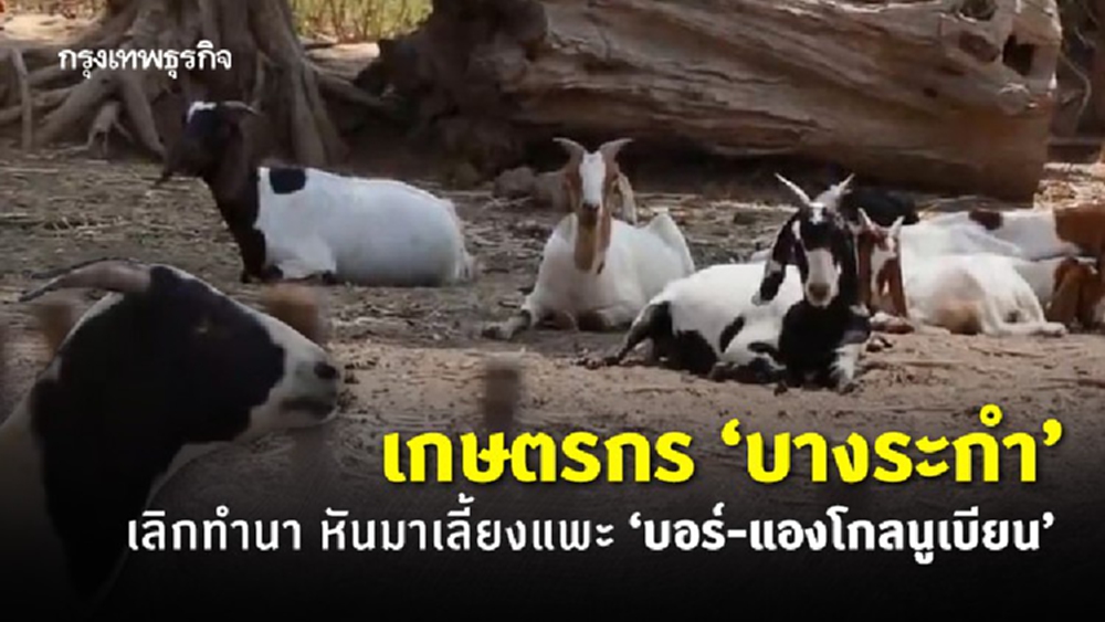 เกษตรกร ‘บางระกำ’ เลิกทำนา หันมาเลี้ยงแพะ 'บอร์-แองโกลนูเบียน’