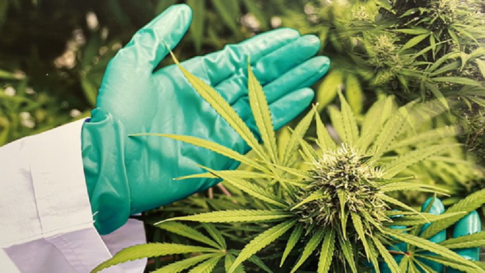 ปลูกได้แล้ว 'กัญชา' บ้านละ 6 ต้น 'อนุทิน' ห้ามใช้เสพ ผิดกฏหมาย