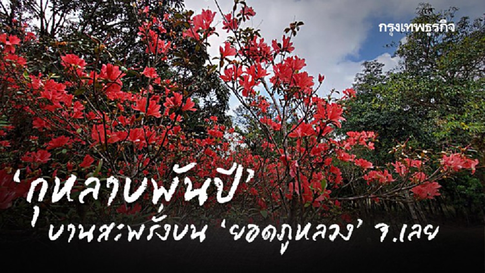 ‘กุหลาบพันปี’ บานสะพรั่งบน ‘ยอดภูหลวง’ จ.เลย