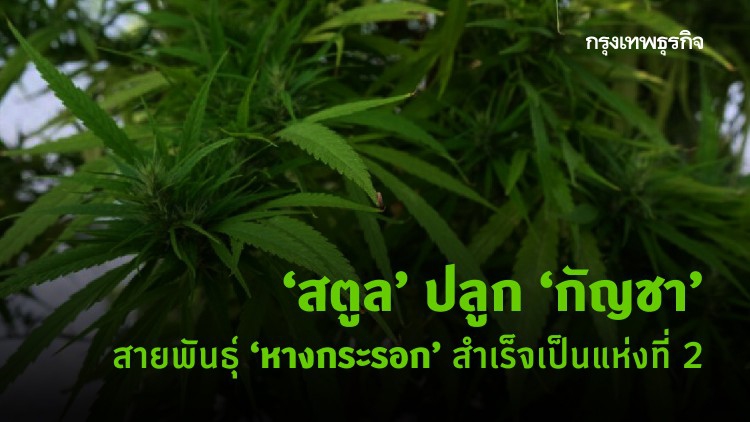 ‘สตูล’ ปลูก 'กัญชา' สายพันธุ์ 'หางกระรอก’ สำเร็จเป็นแห่งที่ 2 