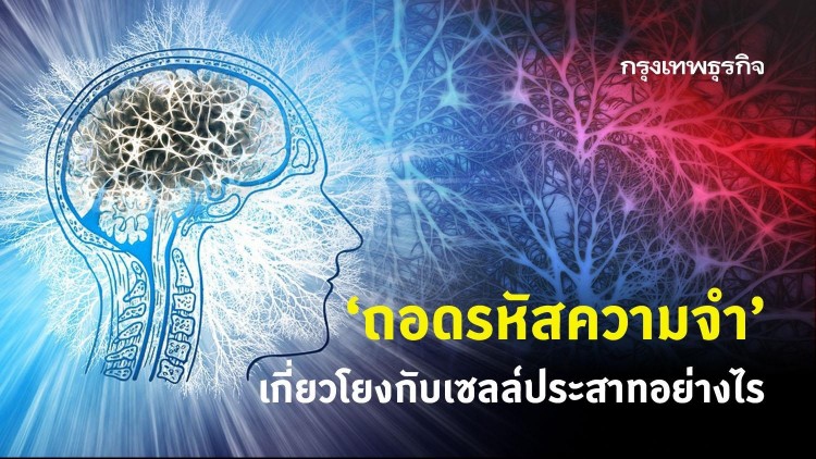 'ถอดรหัสความจำ' เกี่ยวโยงกับเซลล์ประสาทอย่างไร