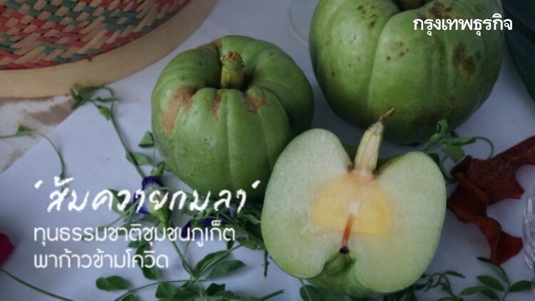 ‘ส้มควายกมลา’ หนึ่งอาวุธลับก้าวข้ามวิกฤติโควิดของชุมชน ‘ภูเก็ต’