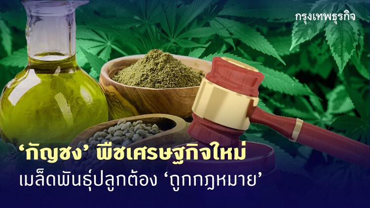 ใช้ 'กัญชง' อย่างไร ให้ถูกกฏหมาย