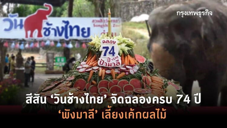 สีสัน ‘วันช้างไทย’ จัดฉลองครบ 74 ปี ‘พังมาลี’ เลีัยงเค้กผลไม้