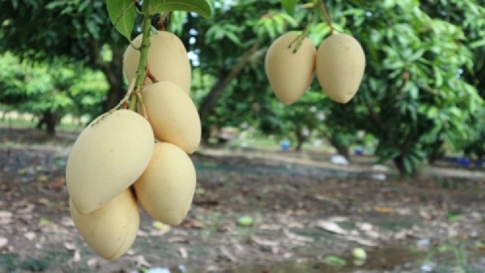 อุทาหรณ์ ป.1 ปีนเก็บมะม่วงริมสระพลาดร่วงตกจมน้ำดับ