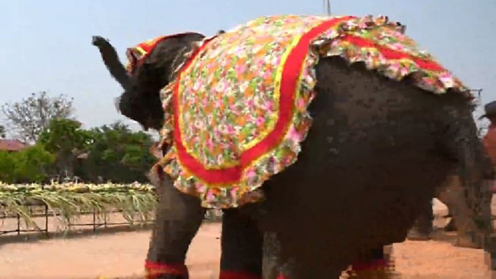 ช้างน้อย 3 ขวบกระโดดดีใจในงานเลี้ยง 'วันช้างไทย' ที่ จ.สุรินทร์