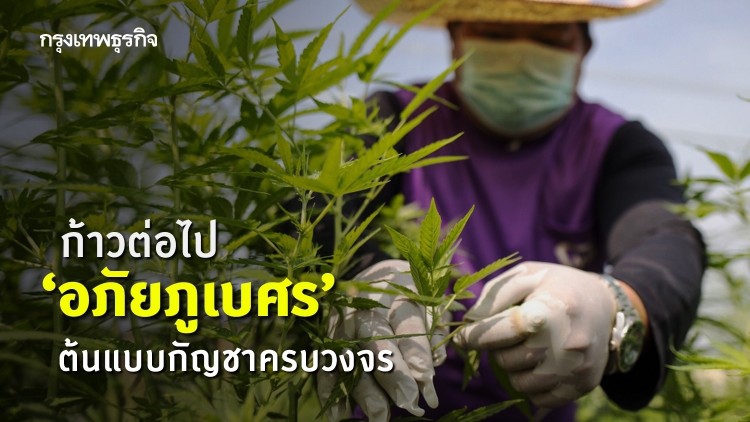 ต้นแบบ‘กัญชา’ ครบวงจร ‘อภัยภูเบศร’ อนาคตที่น่าจับตามอง