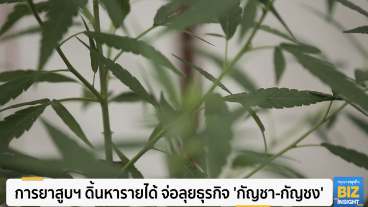 การยาสูบฯ ดิ้นหารายได้ จ่อลุยธุรกิจ ’กัญชง-กัญชา’
