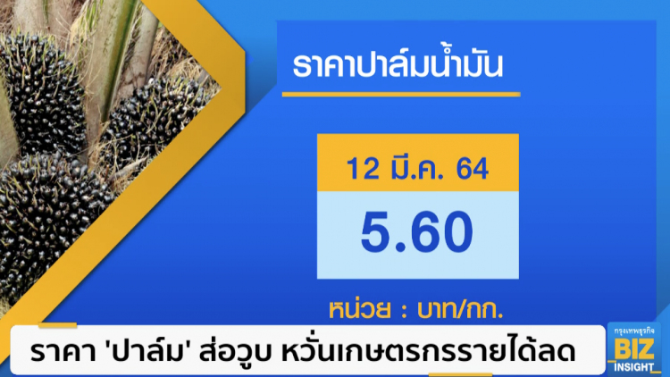 ราคา 'ปาล์ม' ส่อวูบ หวั่นเกษตรกรรายได้ลด