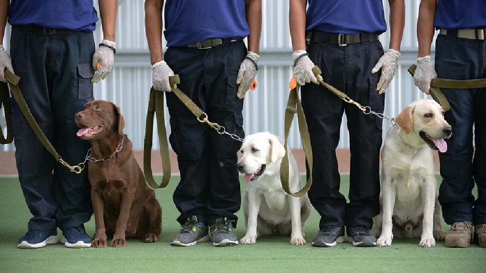 'สุนัขดมกลิ่น' หาผู้ติดเชื้อโควิด ครั้งแรกในไทย