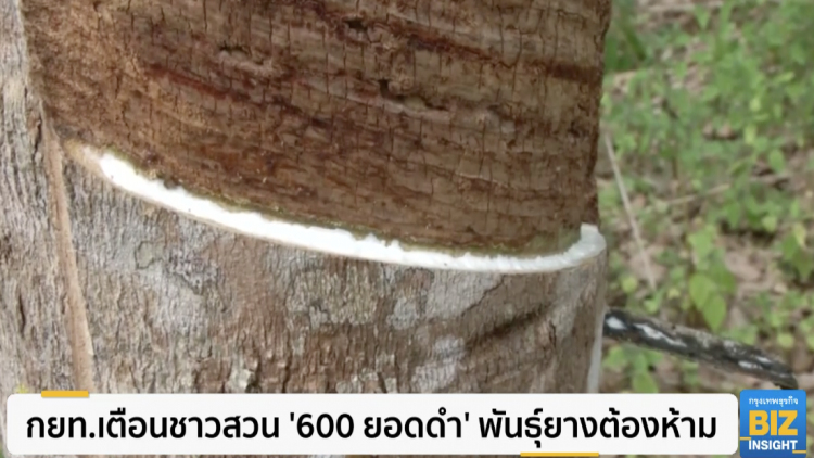 กยท.เตือนชาวสวน '600 ยอดดำ' พันธุ์ยางต้องห้าม  