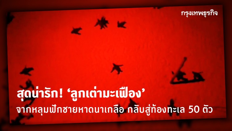 สุดน่ารัก! ‘ลูกเต่ามะเฟือง’ จากหลุมฟักชายหาดนาเกลือ กลับสู่ท้องทะเล 50 ตัว
