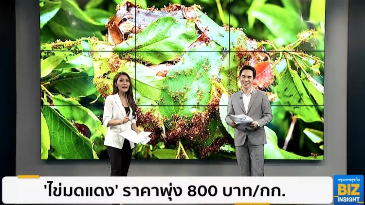 'ไข่มดแดง' ราคาพุ่ง 800 บาท/กก.