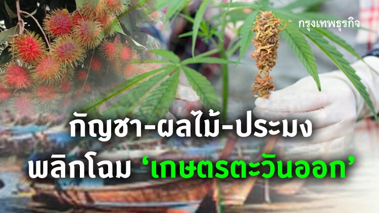 กัญชา-ผลไม้-ประมง พลิกโฉมเกษตรตะวันออก