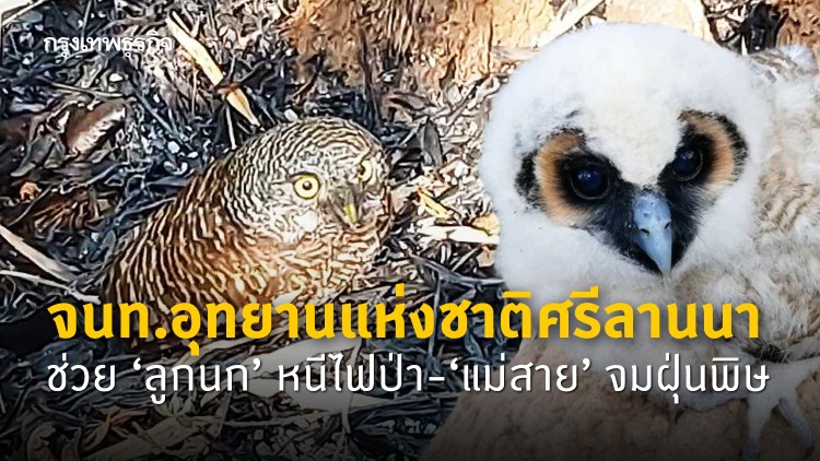 จนท.อุทยานแห่งชาติศรีลานนา ช่วย ‘ลูกนก’ หนีไฟป่า-‘แม่สาย’ จมฝุ่นพิษ