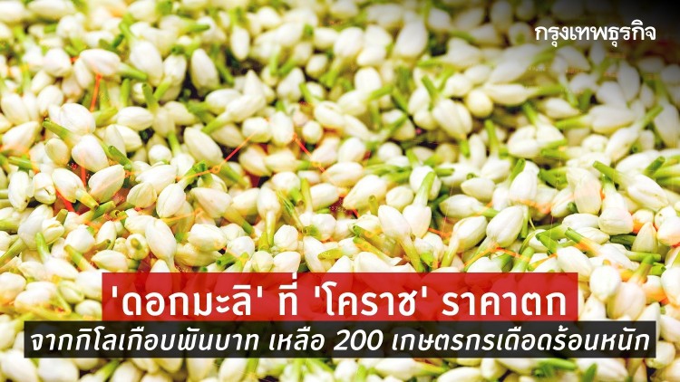 'ดอกมะลิ' ราคาตก จากกิโลฯเกือบพันบาท เหลือ 200 เกษตรกรเดือดร้อน