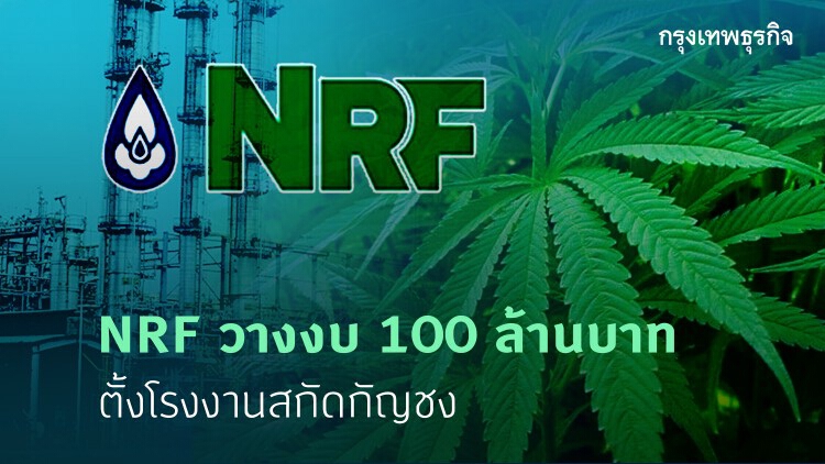 NRF วางงบ 100 ล้านบาท ตั้งโรงงานสกัดกัญชง