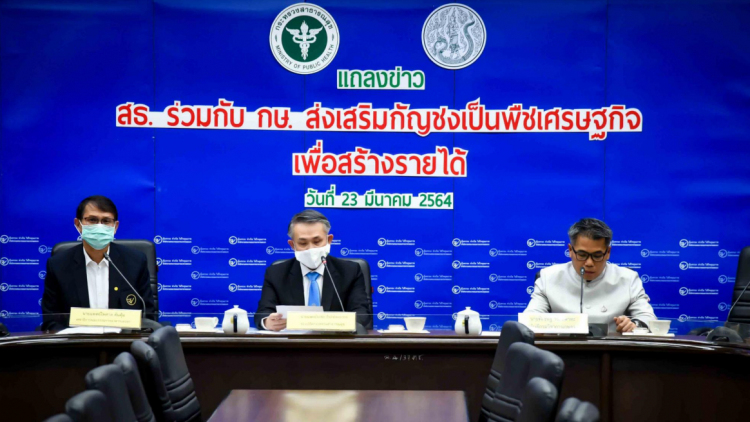 สธ. ร่วมกับ กษ. ส่งเสริมกัญชงเป็นพืชเศรษฐกิจเพื่อสร้างรายได้