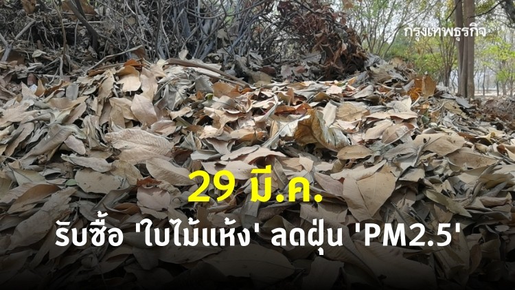 เชียงใหม่ 'รับซื้อใบไม้แห้ง' ดีเดย์ 29 ม.ค. 64 หวังลด 'PM2.5'
