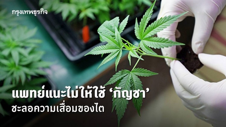 แพทย์แนะไม่ให้ใช้'กัญชา' ชะลอความเสื่อมของไต