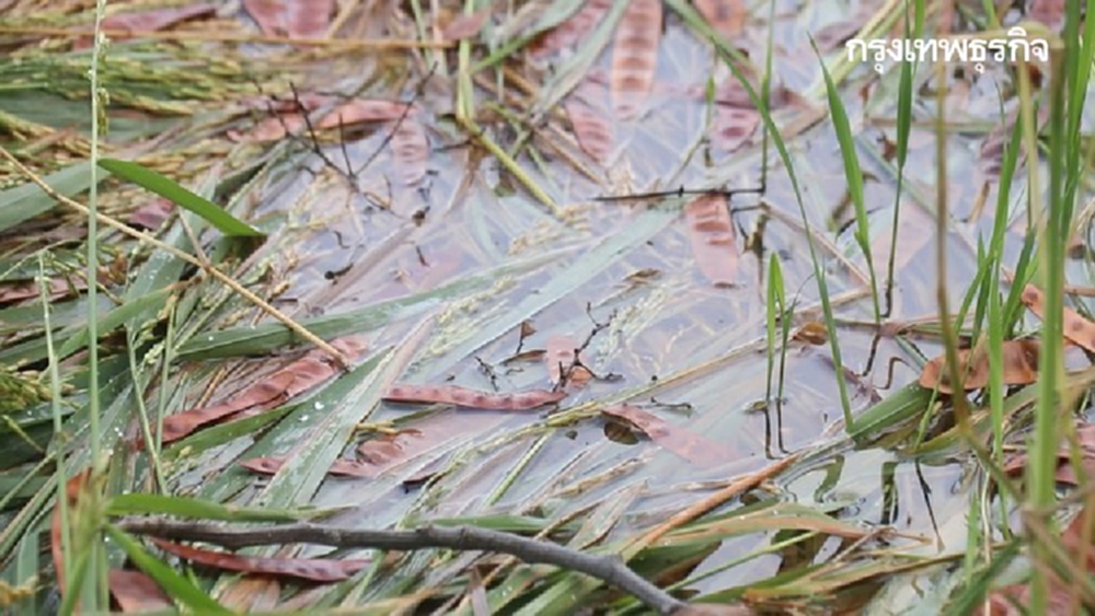 'พายุฤดูร้อน' ถล่มพิจิตร 'ข้าวนาปรัง' จมน้ำเสียหาย