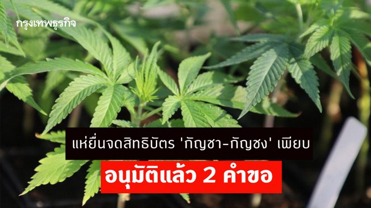 'พาณิชย์' เผยมีผู้ประกอบการแห่ยื่นจดสิทธิบัตร 'กัญชา-กัญชง' เพียบ อนุมัติแล้ว 2