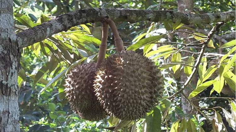 เกษตรลงพื้นที่สกัด "ทุเรียนอ่อน "