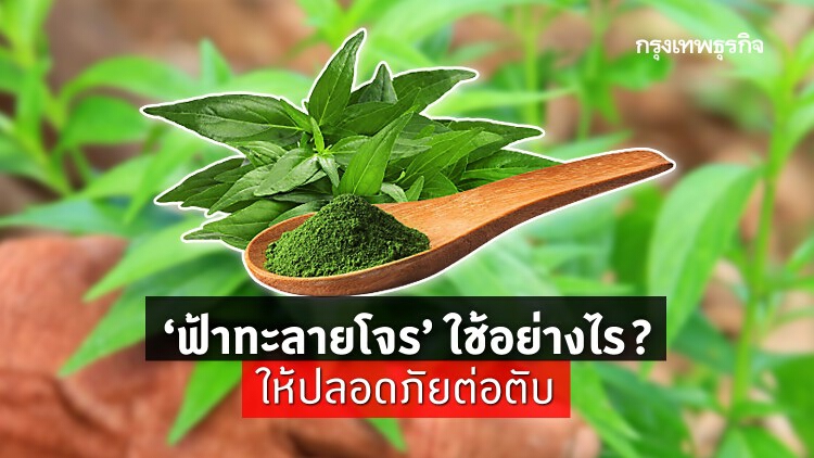'ฟ้าทะลายโจร' ใช้อย่างไร ? ให้ปลอดภัยต่อตับ