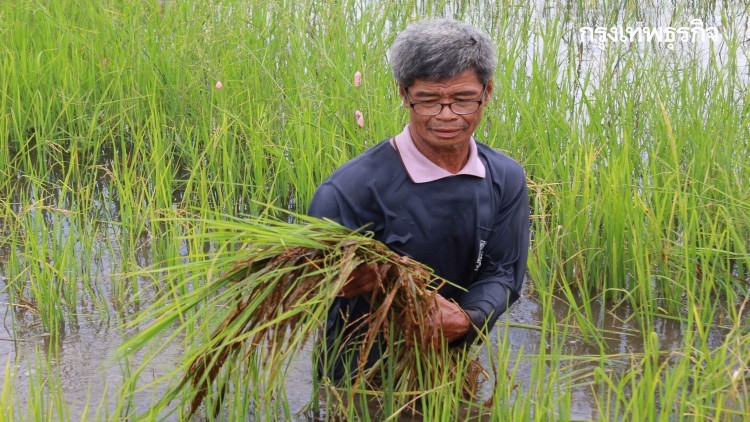 ข้าวหอมปทุมธานี 1900-1950 บาท/100กก.