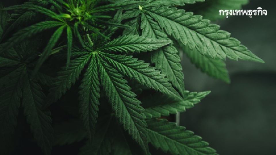 “ธรรมนัส “ ลุยปลูกกัญชาในที่ สปก. ส่งออก