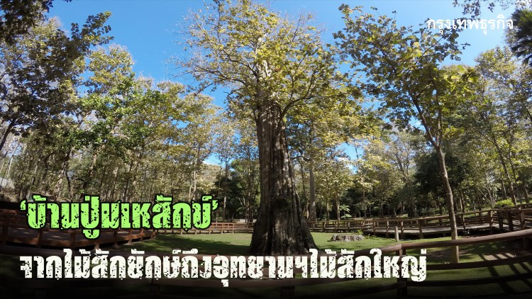 'บ้านปู่มเหสักข์' จากไม้สักยักษ์ สู่อุทยานฯต้นสักใหญ่