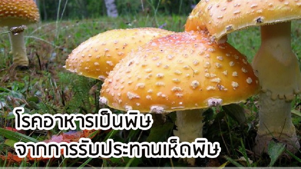 กรมควบคุมโรค เตือน 'อาหารเป็นพิษ' จากการกิน 'เห็นพิษ'