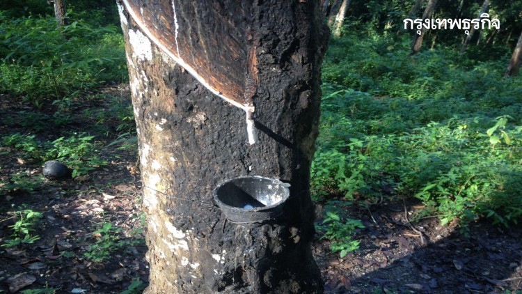 ราคายางแผ่นรมควัน ชั้น 1 (พ.ค.) กรุงเทพฯ 70.05บาท/กก. สงขลา 69.80บาท/กก.