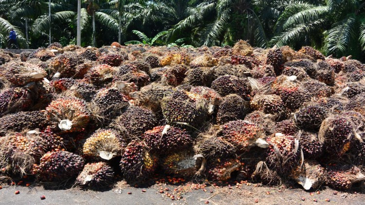 กรมการค้าภายใน จี้โรงสกัดรับซื้อผลปาล์มให้สอดคล้องกับราคาน้ำมันปาล์มดิบ